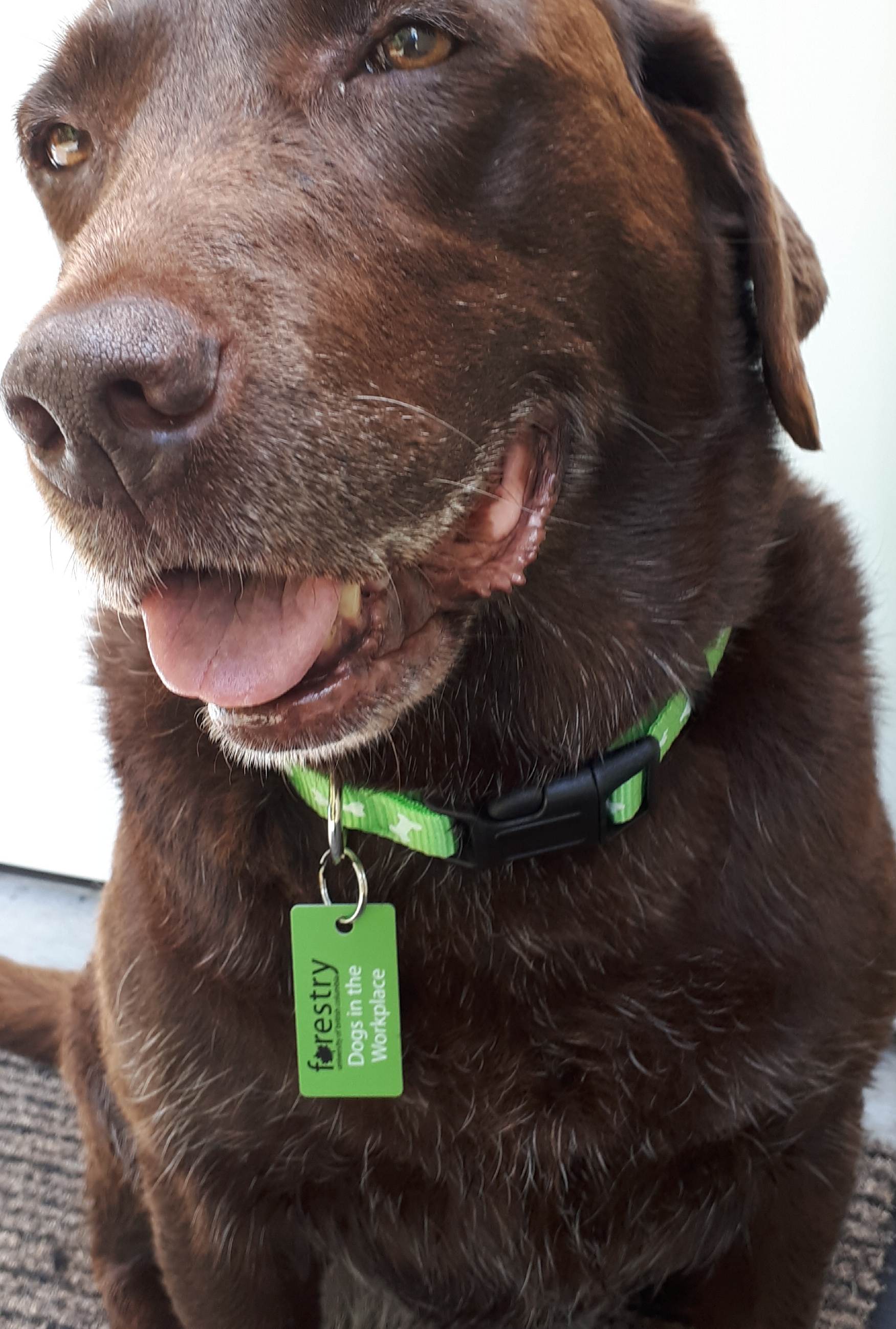 UBC Forestry - Dogs in the Workplace - Tanka with dog tag